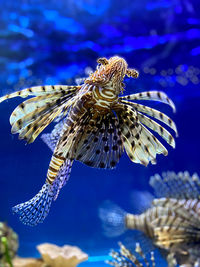 Close-up of jellyfish swimming in sea