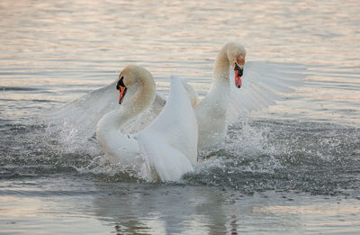 View of swans swimming in lake