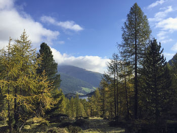 Scenic view of pine trees against sky