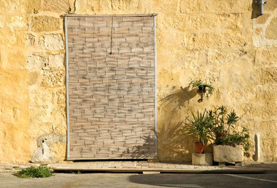 Potted plant on wall of old building