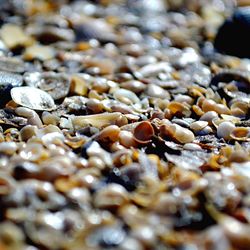 Full frame shot of food