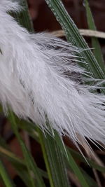 Close-up of flower