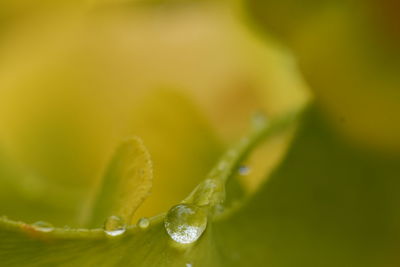 Close-up of water drops on leaves