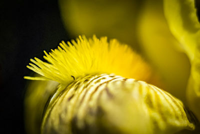 Close-up of yellow flowering plant, iris 