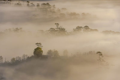 Trees against sky during foggy weather