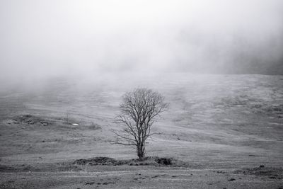 Bare tree on field against sky during foggy weather