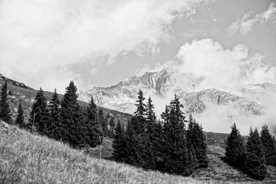 Panoramic shot of trees on field against sky