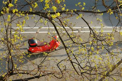 High angle view of motor scooter parked on road seen through tree branches