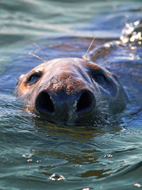 Close-up of a seal in water