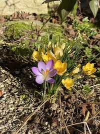 Close-up of purple crocus flowers on field