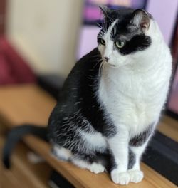 Portrait of a cat looking away