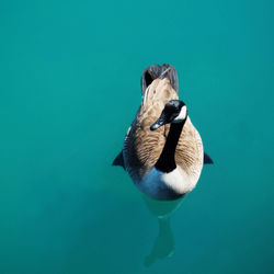 Close-up of duck swimming in sea