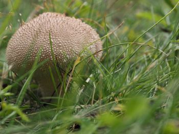 Close-up of mushroom growing on field