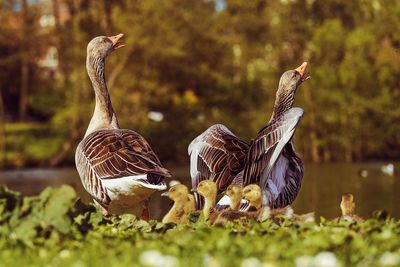 Birds in lake