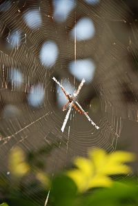 Close-up of spider on web