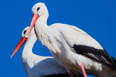 Low angle view of a bird