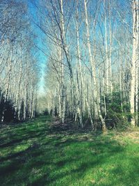 Trees on grassy field