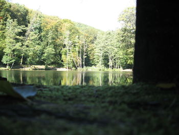 Scenic view of lake in forest against sky