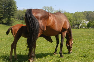 Horse grazing in field