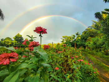 Scenic view of rainbow on flowering plant against sky