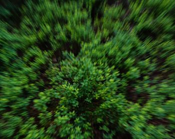 Full frame shot of plants