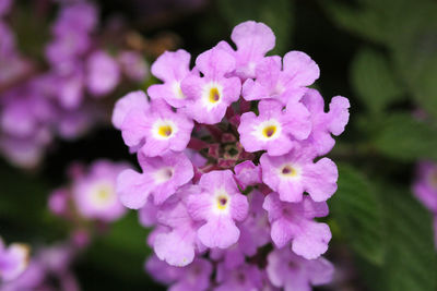 Close-up of purple flowering plant