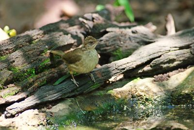 Close-up of bird perching on tree