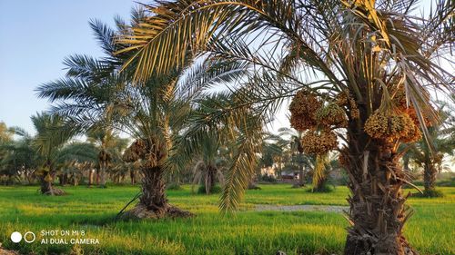 Palm trees on field against sky