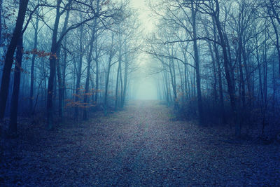 Trees in forest during autumn