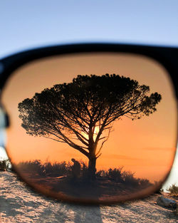 Close-up of silhouette tree against sky during sunset