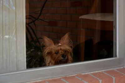 Portrait of a dog looking through window