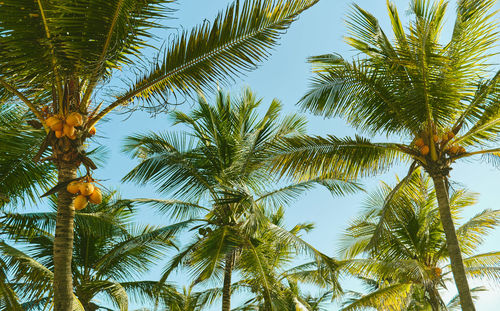 Coconut palm tree on beach with sunlight in summer - vintage color tone. selective focus