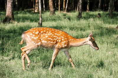 Portrait of a spotted deer in the forest