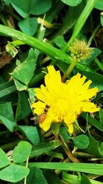 Close-up of yellow flowering plant