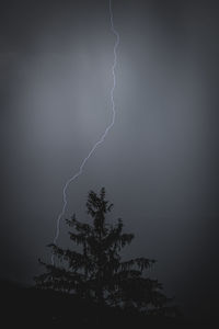 Low angle view of silhouette tree against sky at night