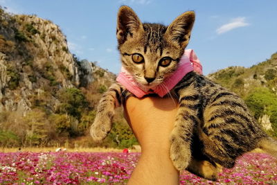 Portrait of cat on woman against plants