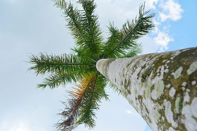 Low angle view of tree against sky