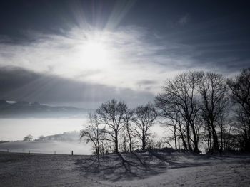 Scenic view bare trees on field