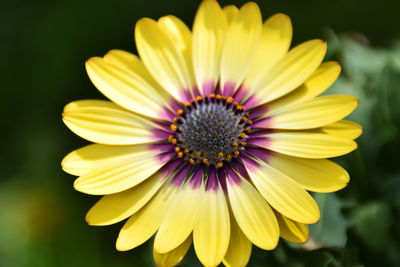 Close-up of yellow flower