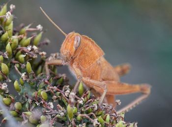 Macro shot of insect on flower buds