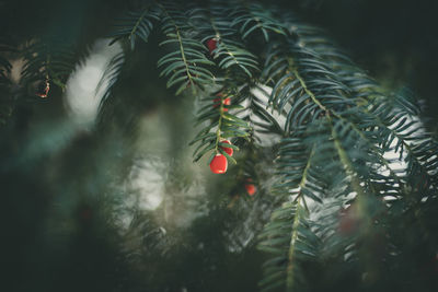 Close-up of palm tree