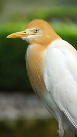 Close-up of a bird