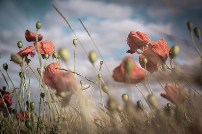 Close-up of flowering plants on field