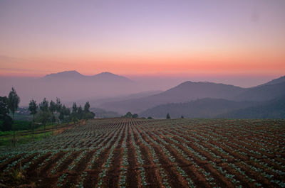 Scenic view of agricultural field against sky during sunset