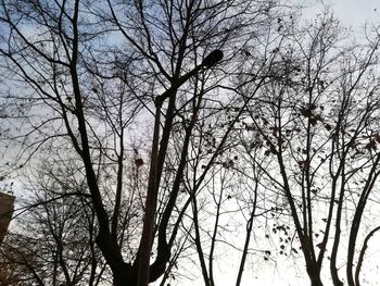 Low angle view of bare trees against sky