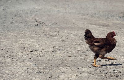 Close-up of rooster