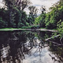 Reflection of trees in lake