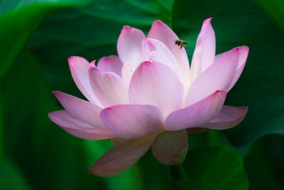 Close-up of pink lotus water lily