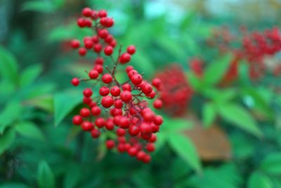 Close-up of red berries growing on tree