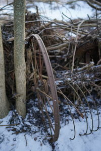 Close-up of plant in snow